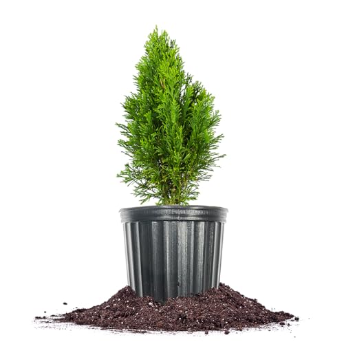 Emerald Green Arborvitae in 3 Gal. Grower's Pot Y43435