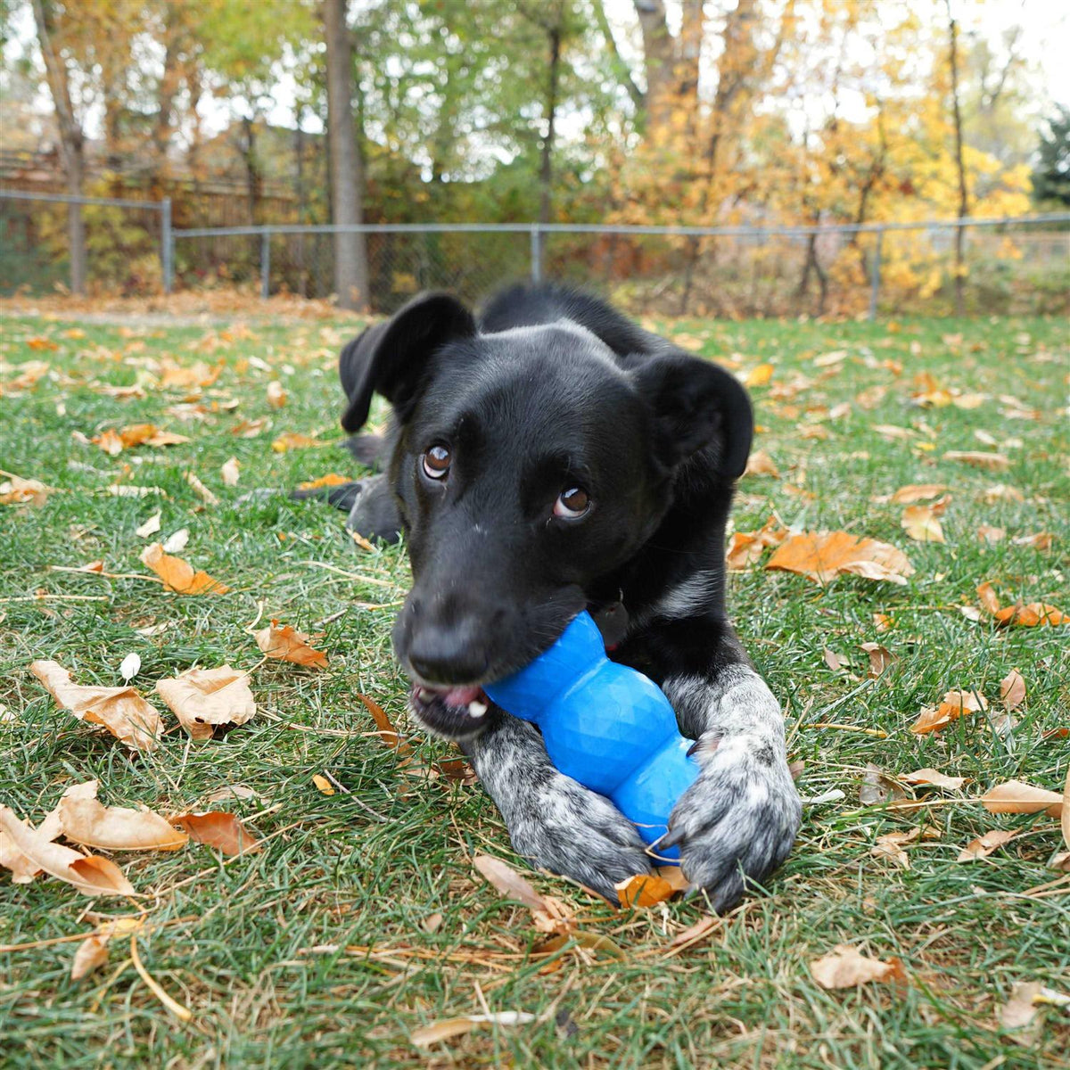Genius Mike Dog Toy W1257