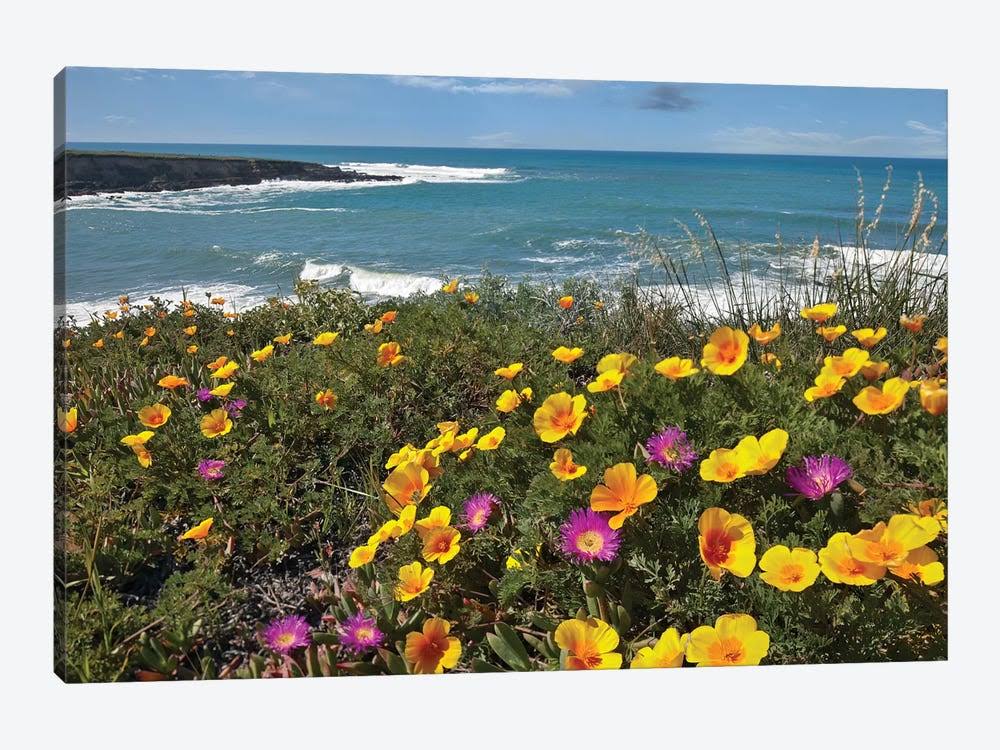 California Poppy and Iceplant Print on Canvas Art Q35701