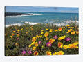 California Poppy and Iceplant Print on Canvas Art Q35701