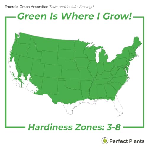Emerald Green Arborvitae in 3 Gal. Grower's Pot Y43435