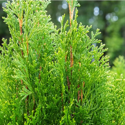 Emerald Green Arborvitae in 3 Gal. Grower's Pot Y43435