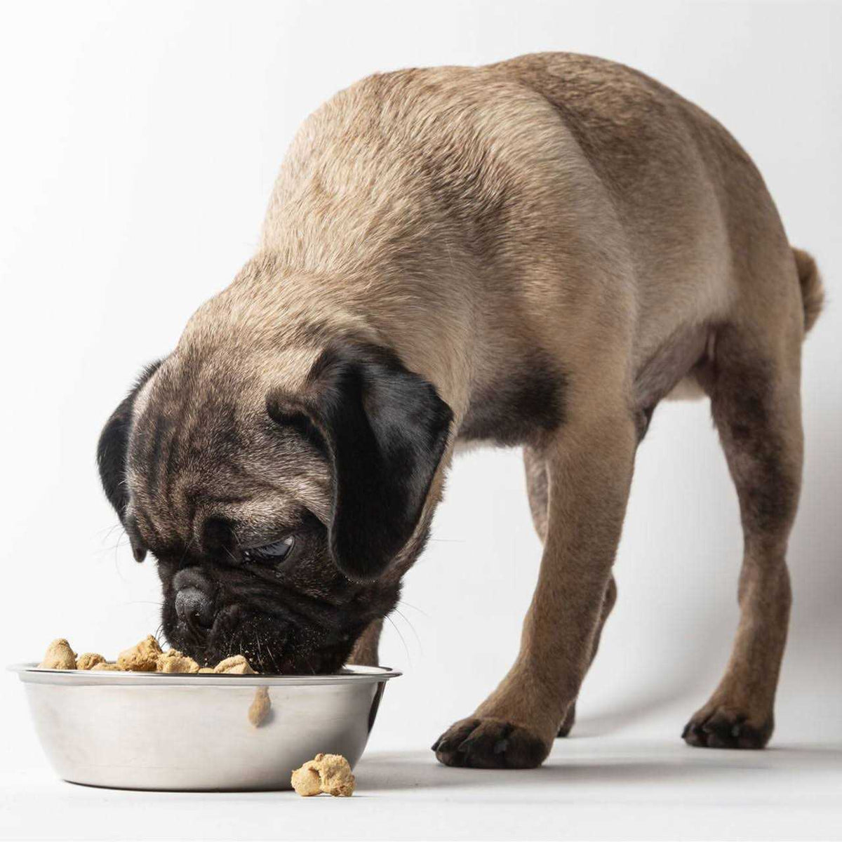 Freeze Dried Dog Food J472837