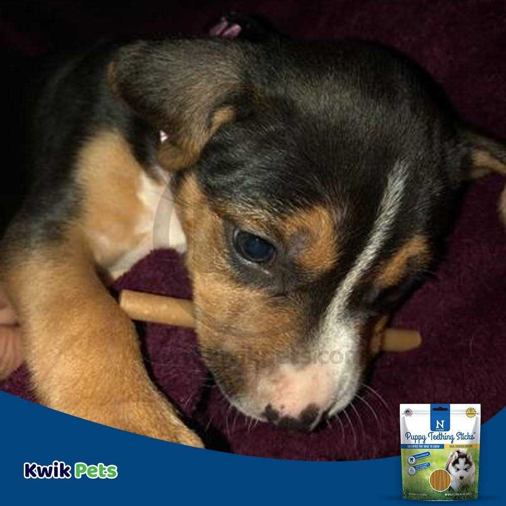Puppy Teething Treats Q373
