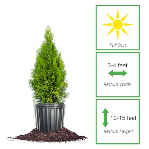 Emerald Green Arborvitae in 3 Gal. Grower's Pot Y43435