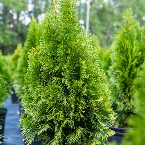 Emerald Green Arborvitae in 3 Gal. Grower's Pot Y43435