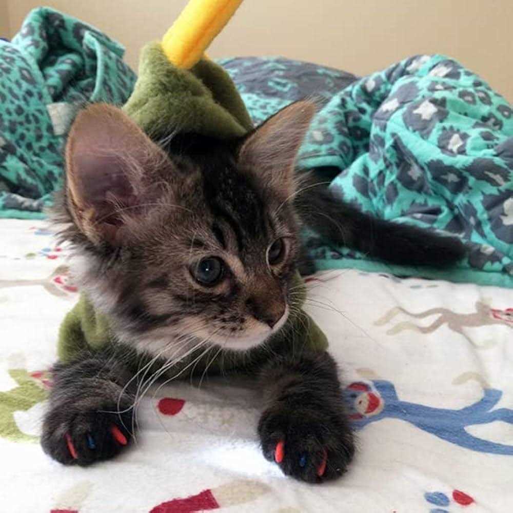 Soft Nail Caps for Cats P166